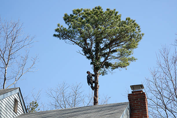 Hillsdale, MI Tree Services Company